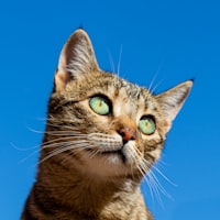Cat eyes