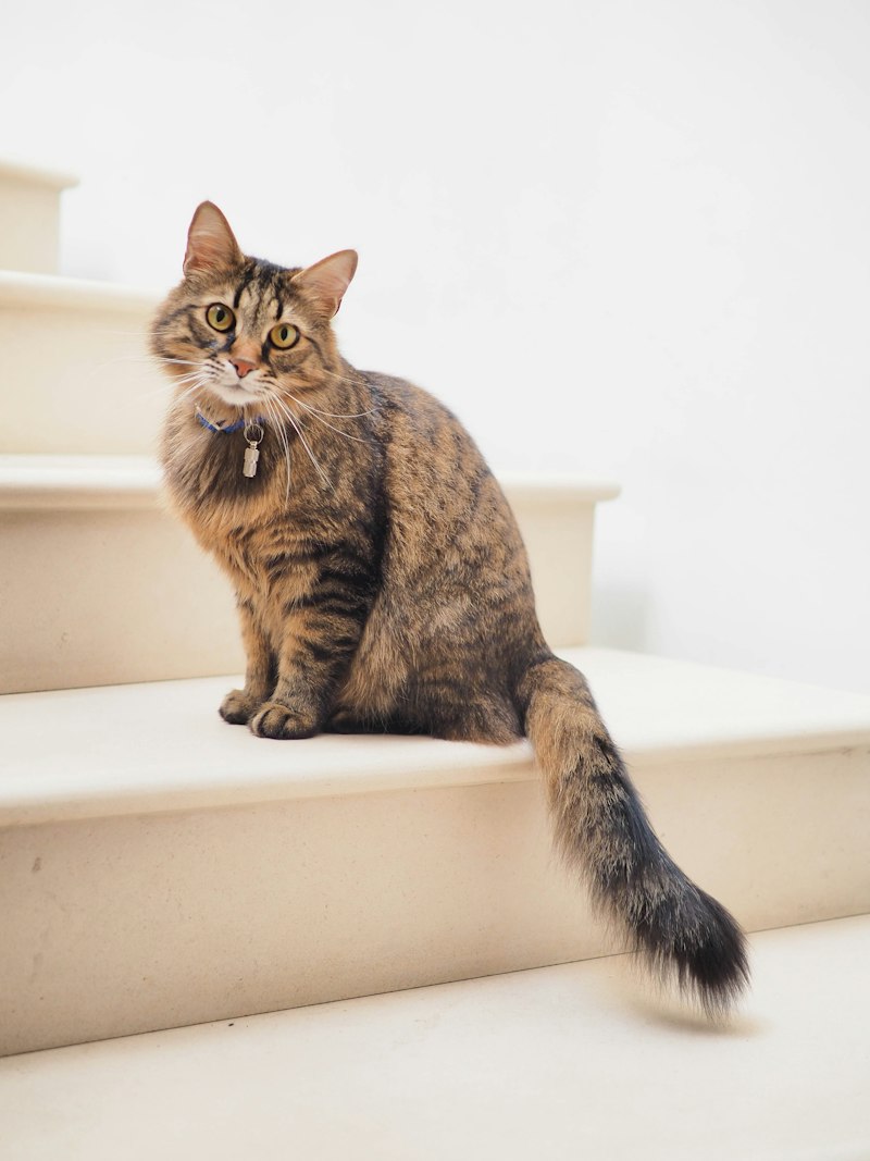 Tabby cat outdoors