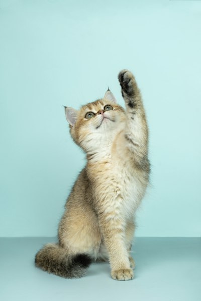 Kitten