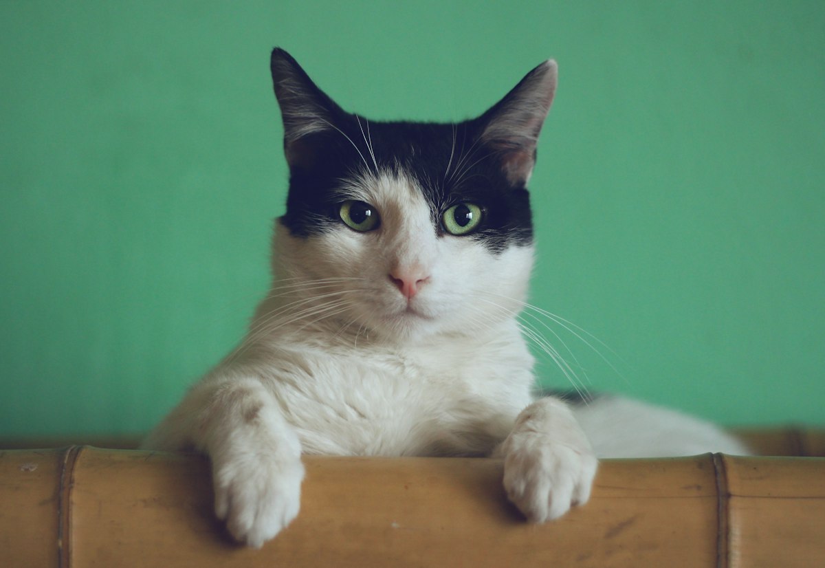 Adorable tabby cat looking at camera