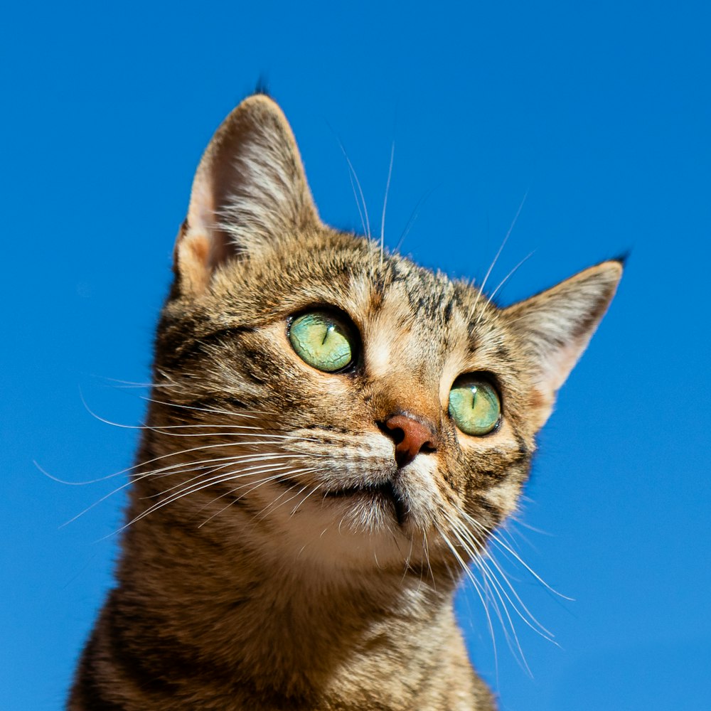 Close up cat eyes