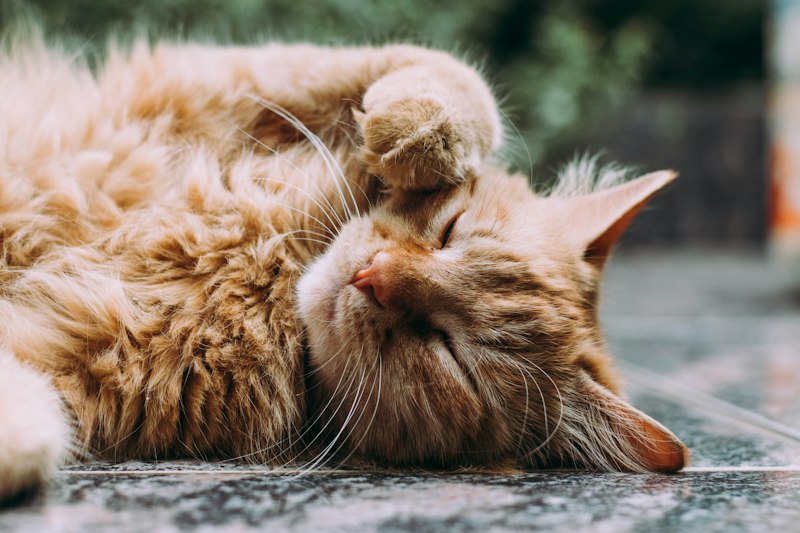 Cat being brushed