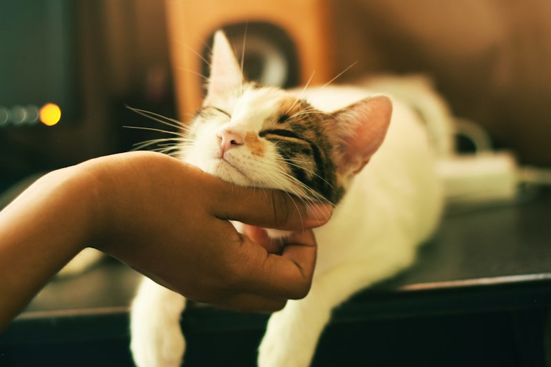 Cat resting