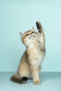 Kitten
