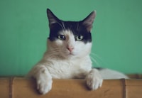 Cat lover
